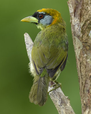 RED-HEADED BARBET ♀