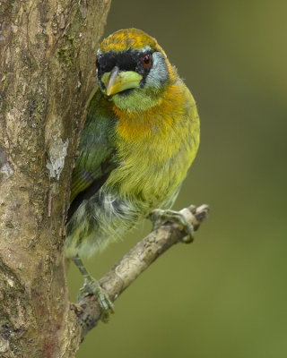 RED-HEADED BARBET ♀