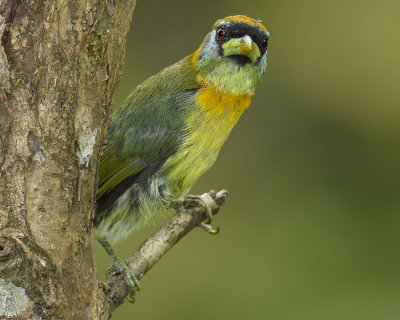 RED-HEADED BARBET ♀