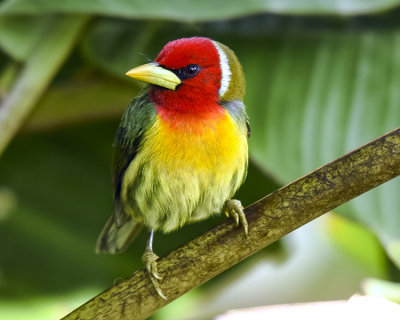 RED-HEADED BARBET ♂