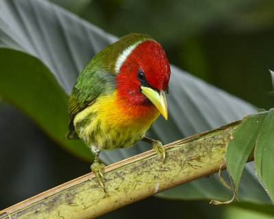 RED-HEADED BARBET ♂