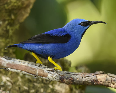 SHINING HONEYCREEPER ♂