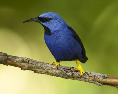 SHINING HONEYCREEPER ♂