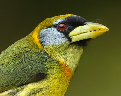 RED-HEADED BARBET ♀