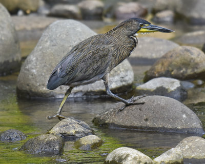 FASCIATED TIGER-HERON