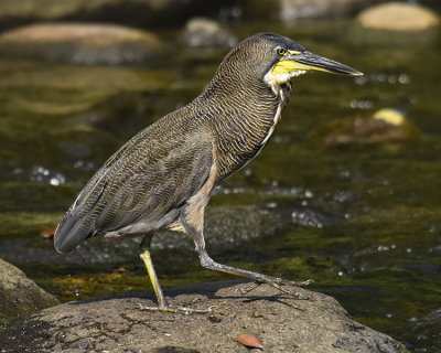 FASCIATED TIGER-HERON