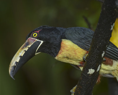 COLLARED ARACARI