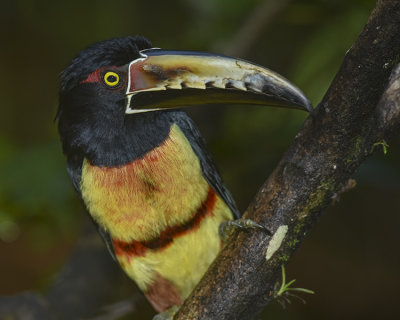 COLLARED ARACARI