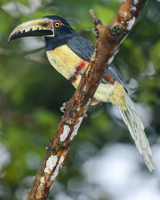 COLLARED ARACARI
