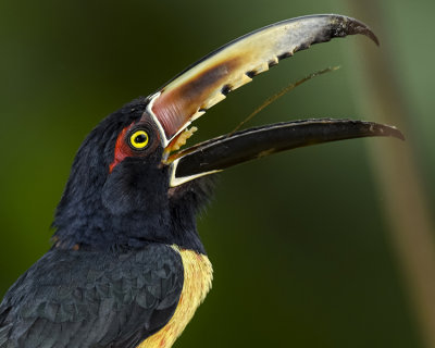 COLLARED ARACARI