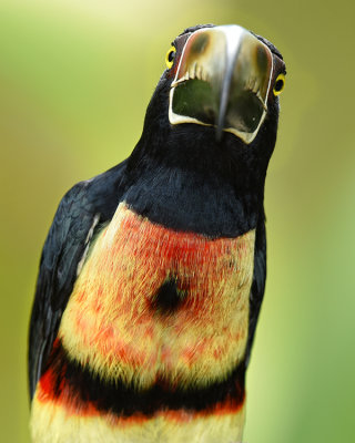 COLLARED ARACARI