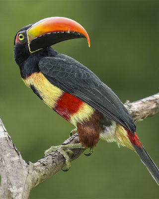 FIERY-BILLED ARACARI