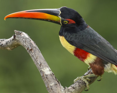 FIERY-BILLED ARACARI