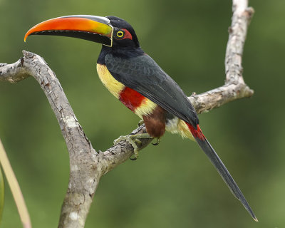 FIERY-BILLED ARACARI