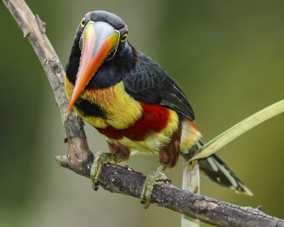 FIERY-BILLED ARACARI