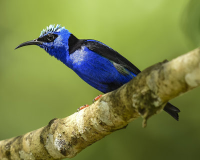 RED-LEGGED HONEYCREEPER ♂