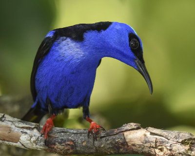 RED-LEGGED HONEYCREEPER ♂