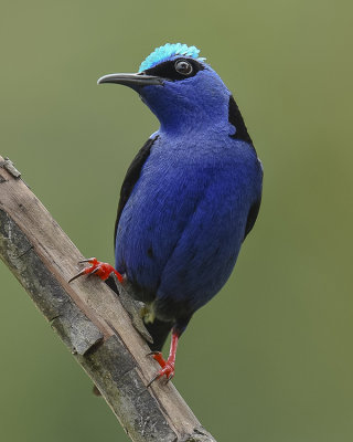 RED-LEGGED HONEYCREEPER