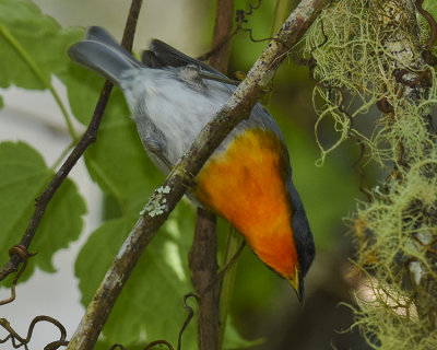 FLAME-THROATED WARBLER