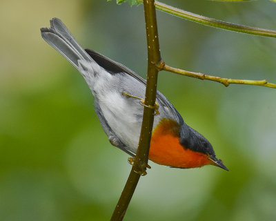 FLAME-THROATED WARBLER