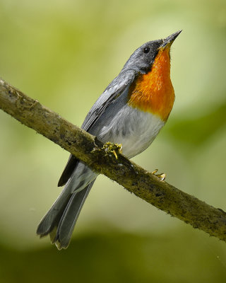 FLAME-THROATED WARBLER