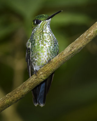 GREEN-CROWNED BRILLIANT ♀