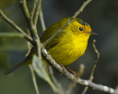 WILSON'S WARBLER