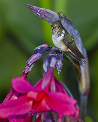 VOLCANO HUMMINGBIRD ♀