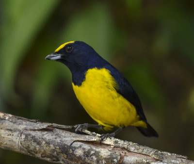 SPOT-CROWNED EUPHONIA