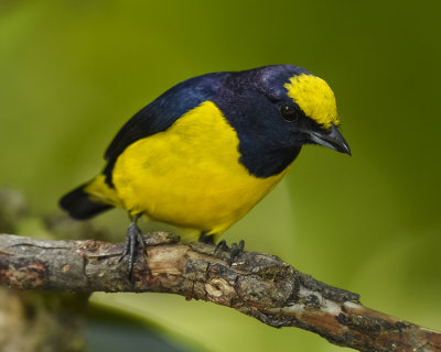 SPOT-CROWNED EUPHONIA