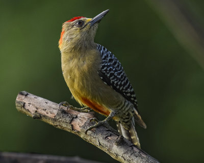 RED-CROWNED WOODPECKER