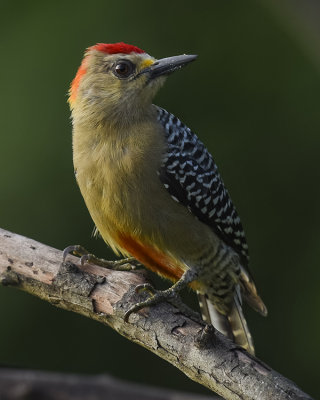 RED-CROWNED WOODPECKER