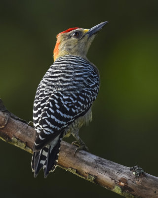 RED-CROWNED WOODPECKER