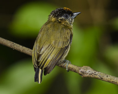 OLIVACEOUS PICULET ♂