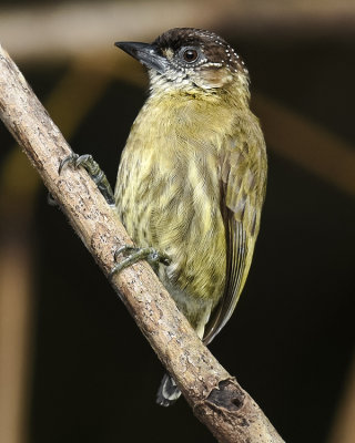 OLIVACEOUS PICULET ♀