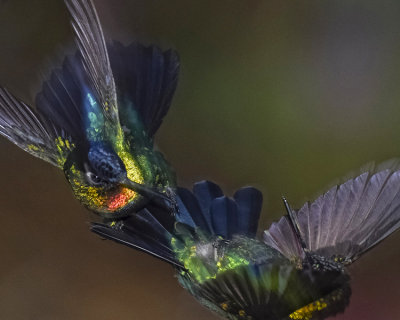 FIERY-THROATED HUMMINGBIRDNGBIRD