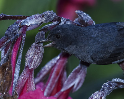 SLATY FLOWERPIERCER ♂