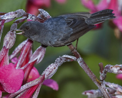 SLATY FLOWERPIERCER ♂