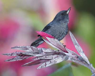 SLATY FLOWERPIERCER ♂