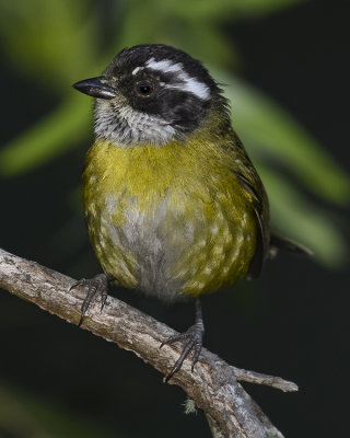 SOOTY-CAPPED CHLOROSPINGUS