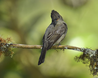 DARK PEWEE