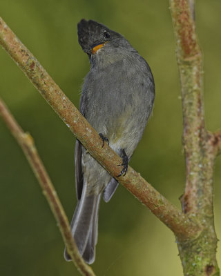 DARK PEWEE