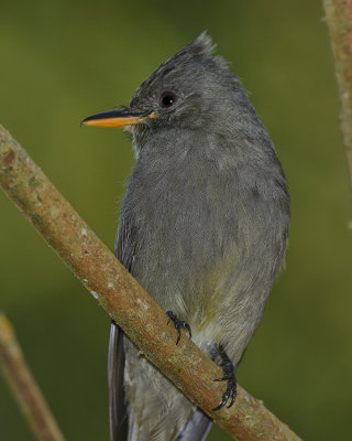 DARK PEWEE
