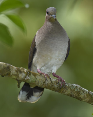 WHITE-TIPPED DOVE