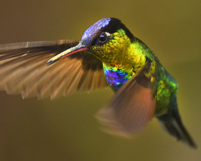 FIERY-THROATED HUMMINGBIRD