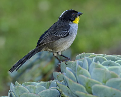 WHITE-NAPED BRUSH-FINCH