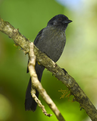 YELLOW-THIGHED FINCH