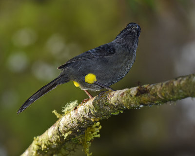 YELLOW-THIGHED FINCH