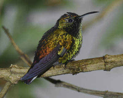 COPPERY-HEADED EMERALD
