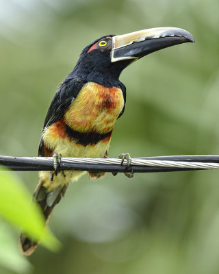 COLLARED ARACARI